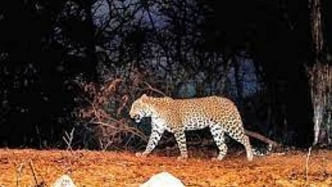 wildlife census