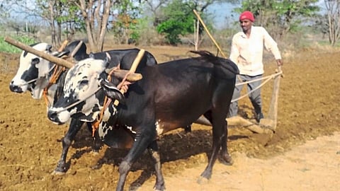 farmers
