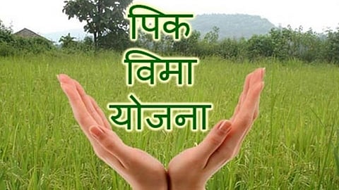 पीक विम्याकडे शेतकऱ्यांची पाठ; नुकसान होऊनही भरपाई मिळत नाही 