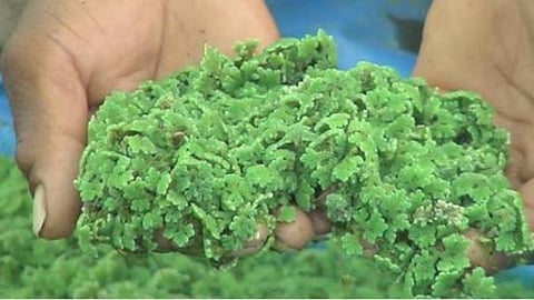 azolla