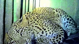 leopard(Bibtya)