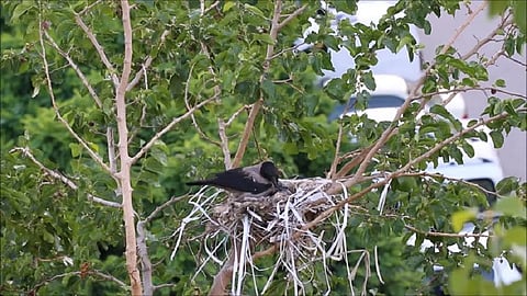 crow nest file photo