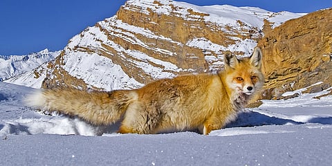 Red Fox