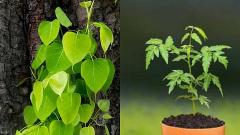 ऑक्सिजन देणारी 5 झाडं माहित आहेत का?