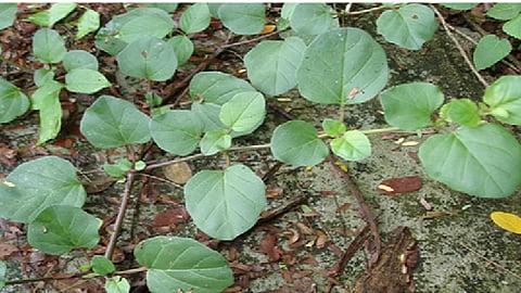 punarnava
