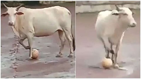 गाय की फूटबॉलपटू? व्हिडिओ पाहून तुम्हीही व्हाल चकीत