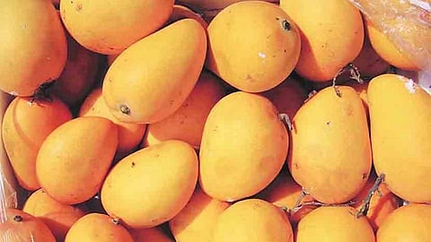 हापूस आंब्याला नाव कसं पडलं? जाणून घ्या रंजक इतिहास