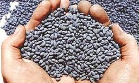 cotton seeds