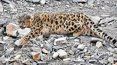 स्मशानभूमीत नागरिकांना अचानक आली दुर्गंधी; जाऊन बघताच उडाला थरकाप 