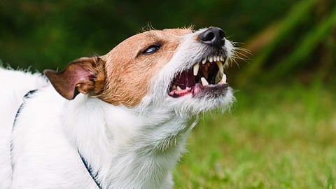 Dog Attack