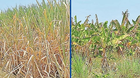 Crops