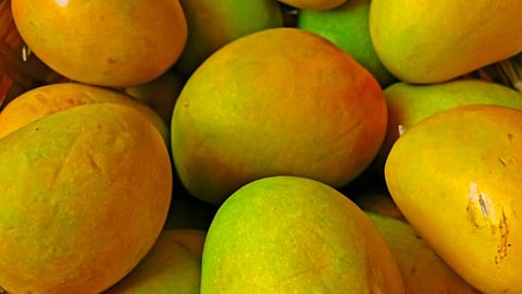 Alphonso Mango 