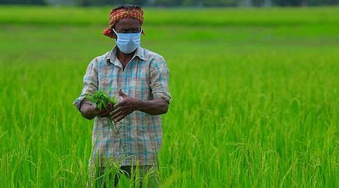 विक्रमी धान्योत्पादन! देशावर संकट तरी शेतकरी मागे हटला नाही