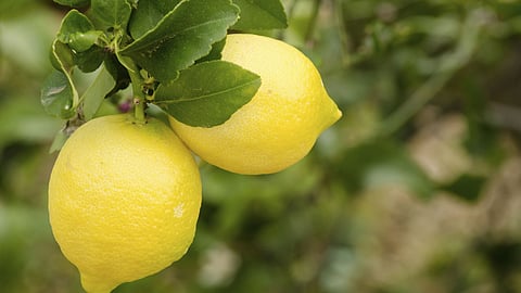 Lemon