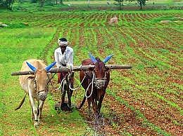 शेतकरी मोफत बियाणे