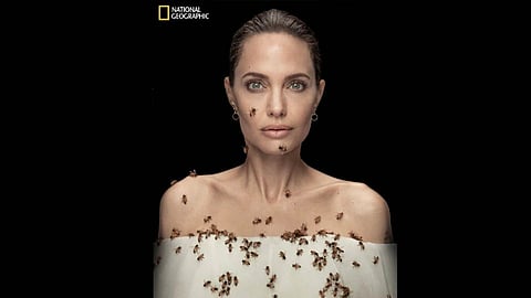 angelina jolie photoshoot  