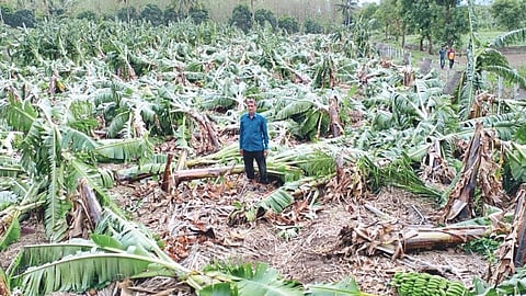 Banana Orchard