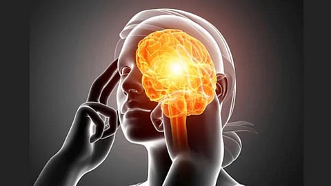 brain