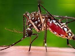 dengue