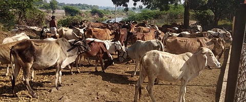 cow