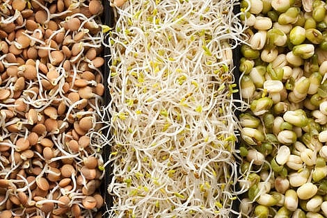 sprouts