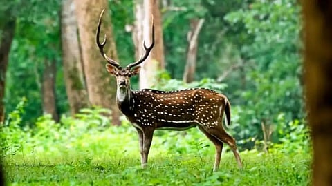 पर्यटनाला जायचंय! मग क्लिक करा ‘महामॅप'