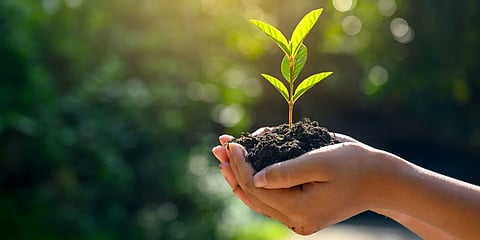 Tree Planting