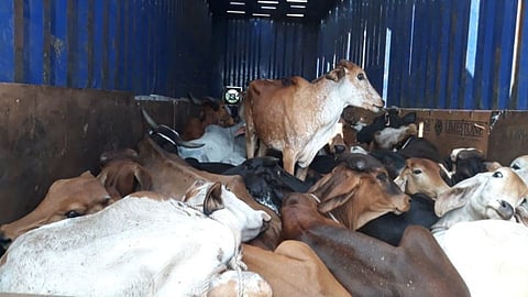 transporting cattle