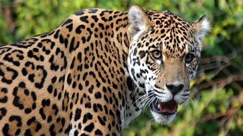 bibtya(leopard) 