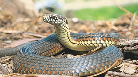 Snake