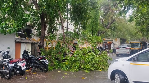 treee felling file photo