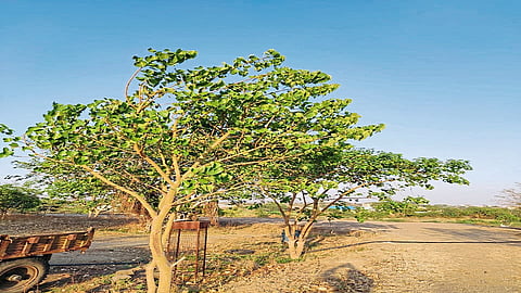 बोधीवृक्ष लावू या... जगाला कोरोनापासून वाचवू या