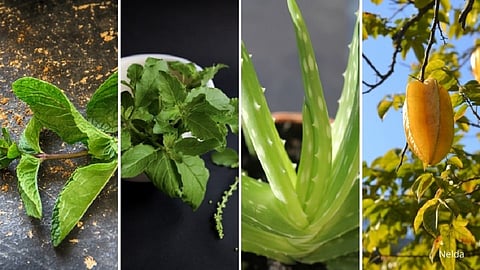Ayurvedic Nursery