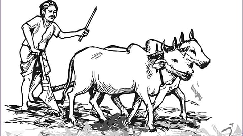 saldar farmer