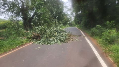 आजरा - आंबोली रस्त्यावर टस्कराने पाडले माडाचे झाड 