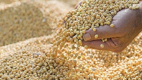 शेतकऱ्यांसाठी खुशखबर! 'या' बियाणावर मिळणार अनुदान ; महा-डीबीटीवर आजच करा अर्ज  