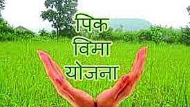 पीक विमा 