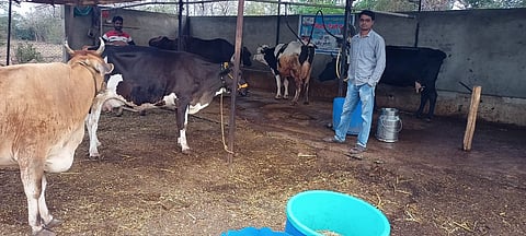 Video : प्राध्यापकाची नोकरी सोडून युवक झाला दुग्ध व्यावसायिक; उभारले डेअरी फार्म
