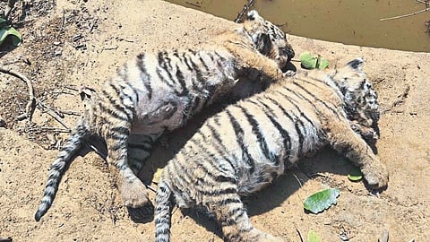 भंडारा येथे वाघाच्या दोन बछड्यांचा बुडून मृत्यू; वनविभागाकडून चौकशी
