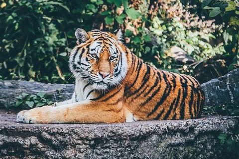वाघाच्या हल्ल्यात तेंदूपत्ता मजूर ठार; ब्रह्मपुरी वनपरिक्षेत्रातील घटना 