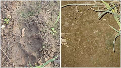दौंड : उंडवडी-सौंदडवाडी परिसरात बिबट्याचे आढळून आलेले ठसे.