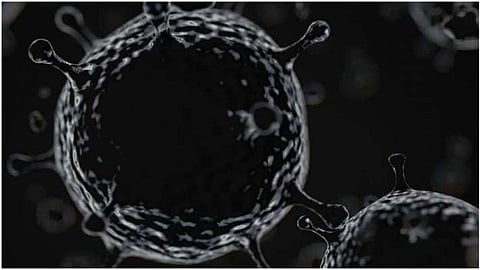 Black Fungus