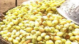 गडचिरोली जिल्ह्यात तब्बल 1400 कोटी रुपयांची मोहाची उलाढाल