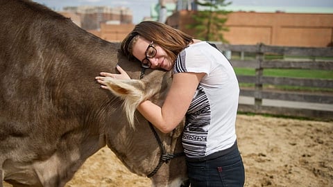 cow hugging
