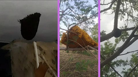 bee hives