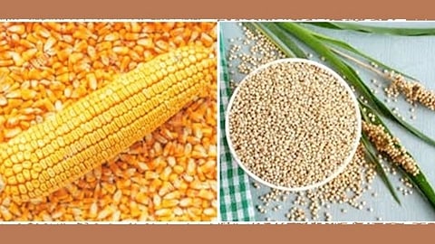 jowar corn kharedi