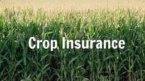 crop insurance
