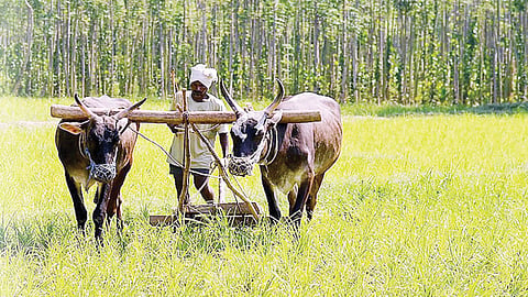 Agriculture
