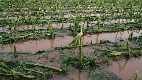 unseasonal rain crop damage farmer agriculture weather forecast