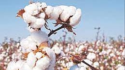 Cotton Rate Decrease